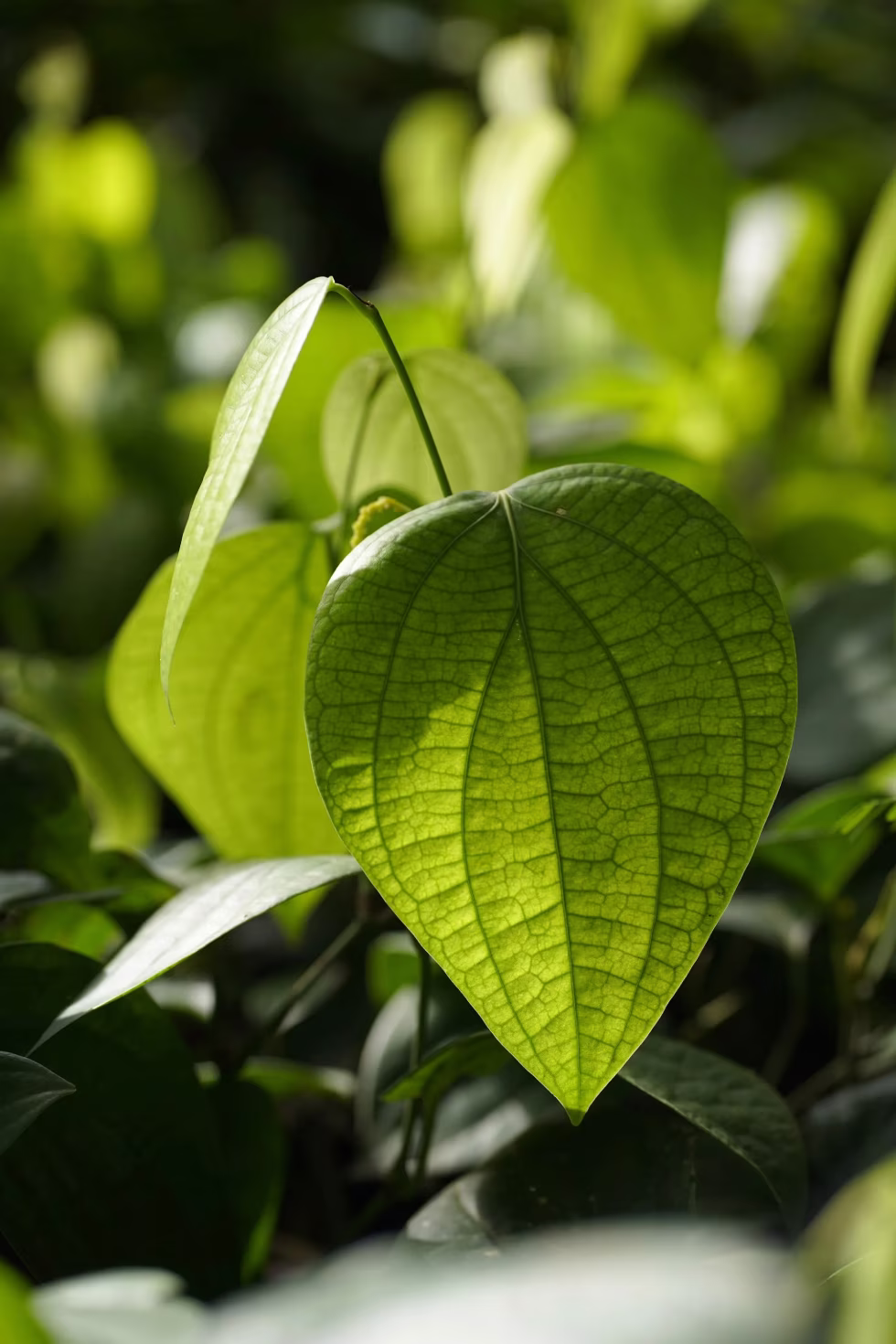Feuille verte en gros plan, symbole de santé naturelle