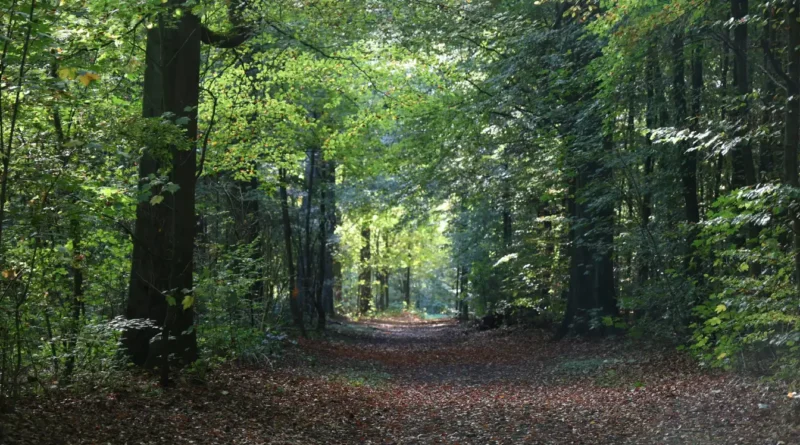 Chemin forestier baigné de lumière en Picardie