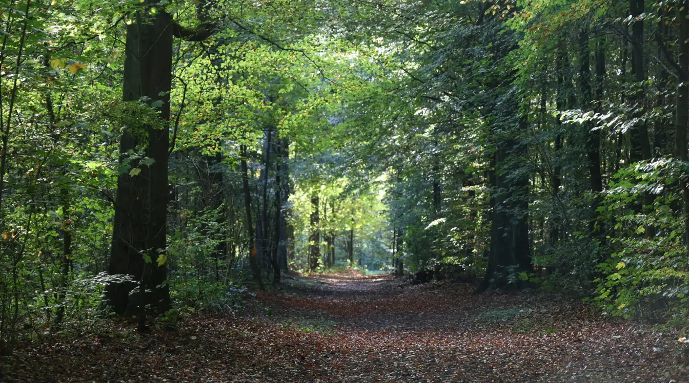 Chemin forestier baigné de lumière en Picardie