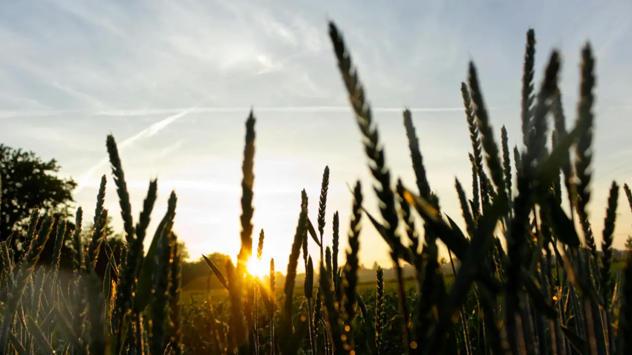 S'exposer à la lumière naturelle dès le matin